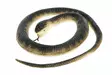 Pelotinkäärme 105 cm - Karavaanarin tärkeimmät tarvikkeet - 127041 - 1