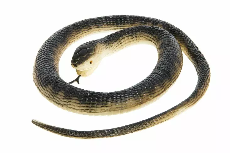 Pelotinkäärme 105 cm - Karavaanarin tärkeimmät tarvikkeet - 127041 - 1