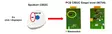 Thetford piirilevy C502 C - Varaosat C502C / X, C503L - 90704 - 1